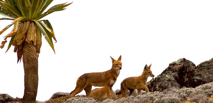 Bale Mountains